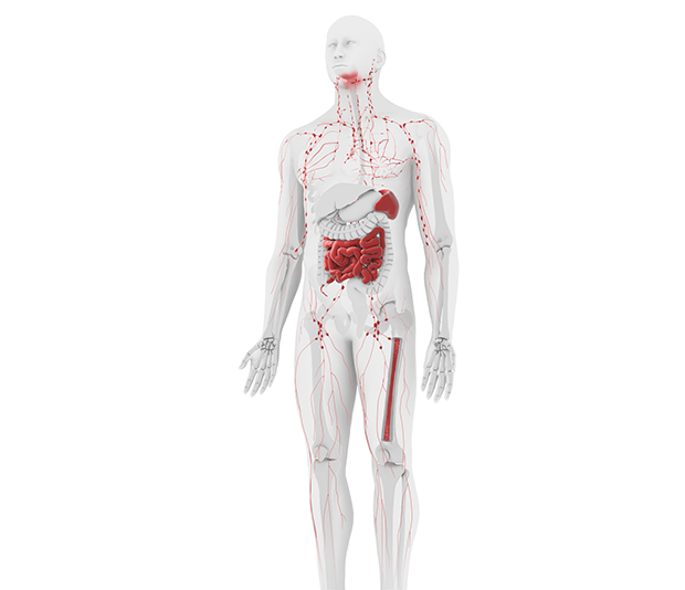 Human anatomy educational diagram with vascular system highlight