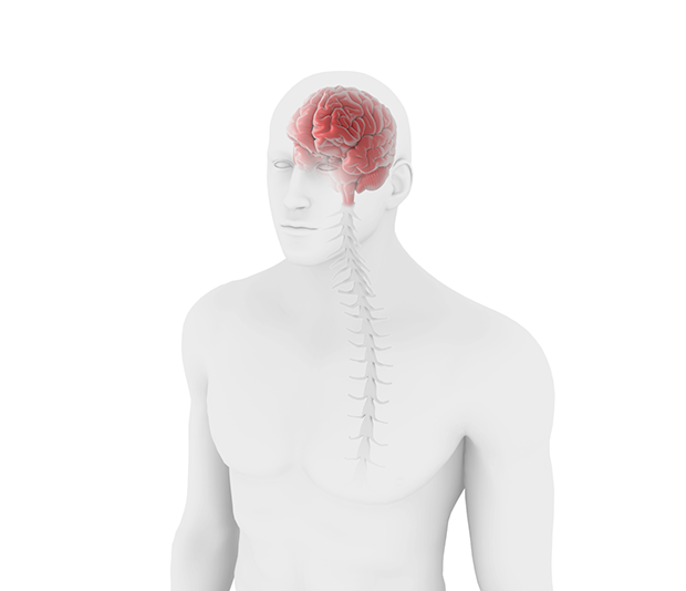 Neurological system anatomical diagram with brain highlight