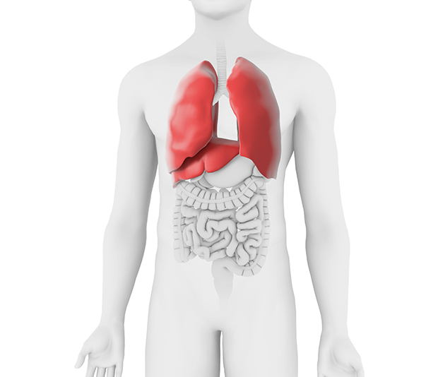 Respiratory system anatomical diagram with lung highlight