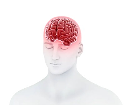 Medical illustration of brain showing central nervous system affected in narcolepsy type 1
