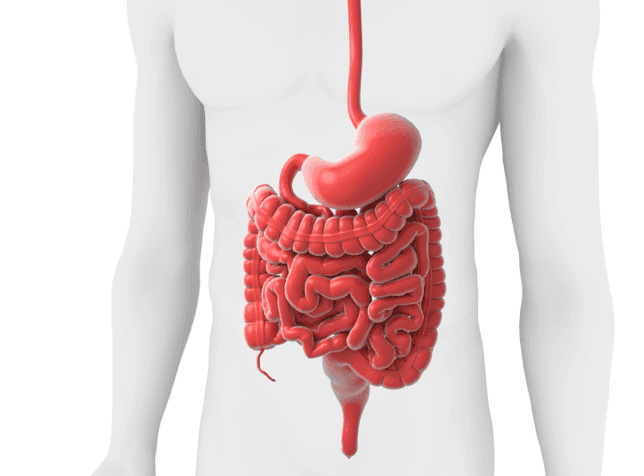 Gastrointestinal tract anatomical diagram with highlighted regions