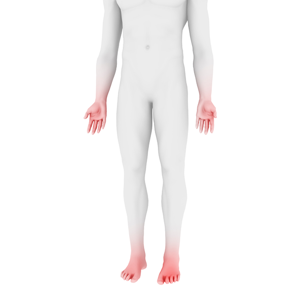 Human anatomy educational diagram with peripheral nerve highlight