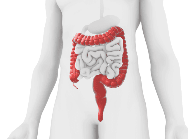 Digestive system anatomical diagram highlighting large intestine
