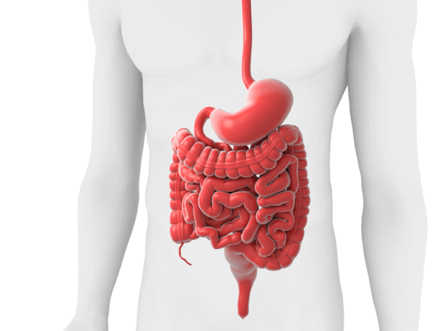 Inflammatory bowel disease illustration
